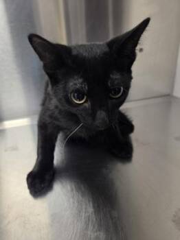 Mike -  Domestic Short Hair Cat for Adoption in Fresno, California - Mike | PetCurious