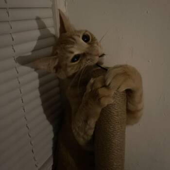 Tilly -  Domestic Short Hair Cat for Adoption in Philadelphia, Pennsylvania - Tilly | PetCurious
