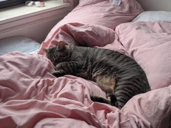Duke -  Domestic Short Hair Cat for Adoption - Duke | PetCurious