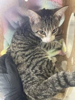 Rescue Domestic Short Hair Cats for Adoption in Stockton, California - A367222 | PetCurious