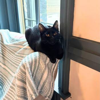 Himeji -  Domestic Short Hair Cat Available for Adoption - Himeji | PetCurious
