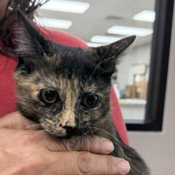 Spider -  Domestic Short Hair Cat for Adoption in Midland, Texas - Spider | PetCurious