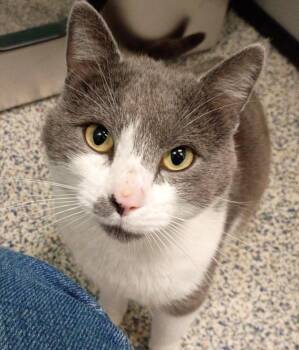 Fidget -  Domestic Short Hair Cat for Adoption in Golden, Colorado - Fidget | PetCurious