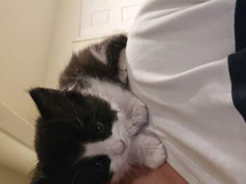 Bingo -  Domestic Medium Hair Cat for Adoption in Fruit Heights, Utah - Bingo | PetCurious