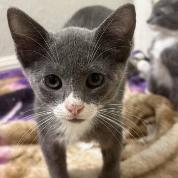Rescue Domestic Short Hair Cats for Adoption in New Smyrna Beach, Florida - Elsa | PetCurious