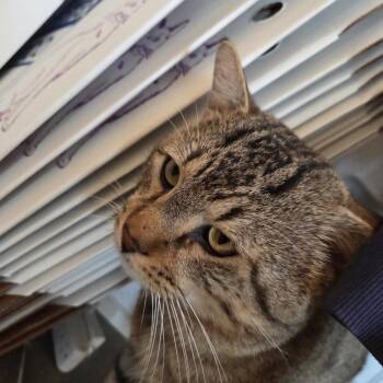 Domestic Short Hair Cats Available for Adoption - Mister Steal Yo Girl | PetCurious