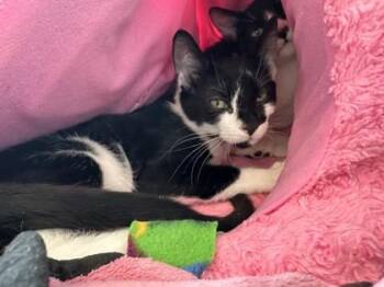 Takenoko -  Domestic Medium Hair and Domestic Short Hair Cat for Adoption in Roseville, California - Takenoko | PetCurious