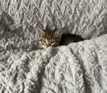 Domestic Short Hair Cats Available for Adoption in Hudson, New York - Clyde | PetCurious