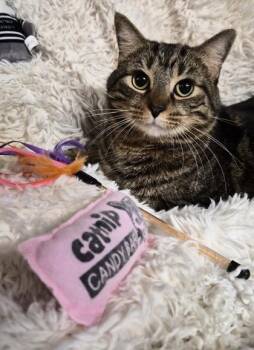 Domestic Short Hair Cats Available for Adoption - Dex @ PetSmart | PetCurious