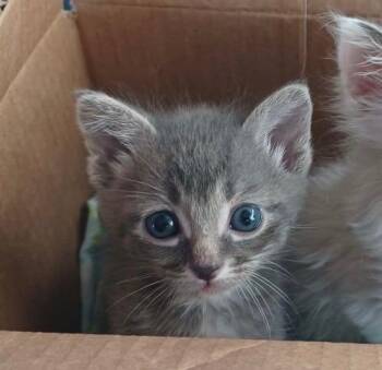 American Shorthair Cats Available for Adoption in Mustang, Oklahoma - Jones | PetCurious