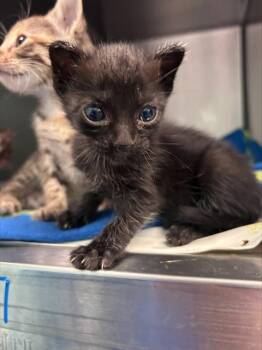 PUDDING -  Domestic Short Hair Cat for Adoption in Dallas, Texas - PUDDING | PetCurious