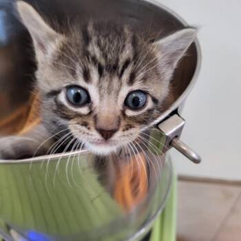 Styria -  Domestic Short Hair Cat for Adoption in Kanab, Utah - Styria | PetCurious