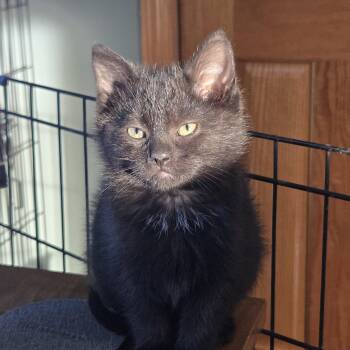Domestic Short Hair Cats Available for Adoption - Fiddle | PetCurious