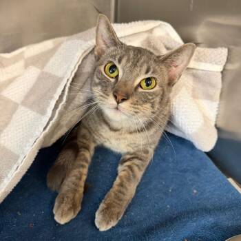 Domestic Short Hair Cats Available for Adoption in Dekalb, Illinois - Deja Vu | PetCurious