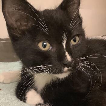 Tigger (yellow collar) -  Domestic Short Hair Cat for Adoption in Redwood City, California - Tigger (yellow Collar) | PetCurious