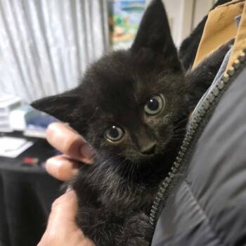 Domestic Short Hair Cats Available for Adoption in Houston, Texas - Hugo | PetCurious