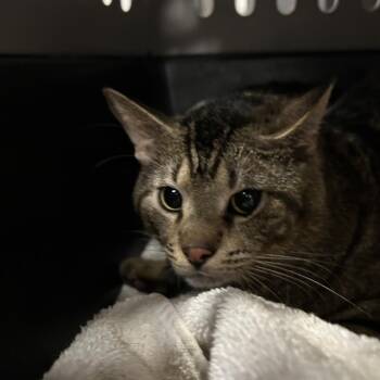 Domestic Short Hair Cats Available for Adoption - Rowdy | PetCurious