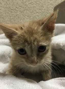 PAMELA -  Domestic Short Hair Cat for Adoption in Riverside, California - PAMELA | PetCurious