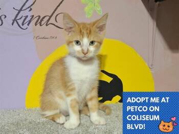 MAPLE -  Domestic Short Hair Cat for Adoption in Fort Wayne, Indiana - MAPLE | PetCurious