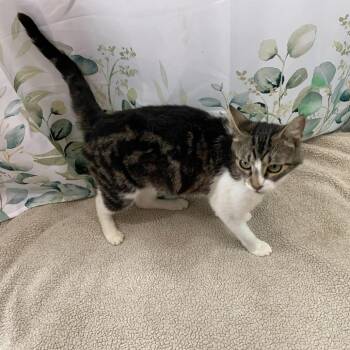 Twix -  Domestic Short Hair Cat for Adoption in Danbury, Connecticut - Twix | PetCurious