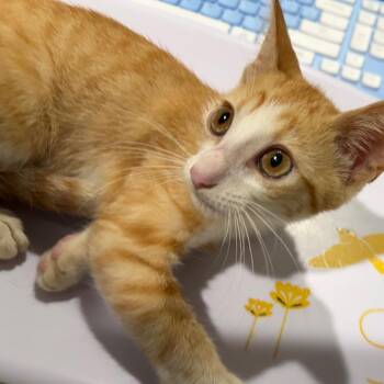 Pumba -  Domestic Short Hair Cat for Adoption in Tampa, Florida - Pumba | PetCurious