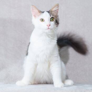 Puffin -  Domestic Medium Hair Cat for Adoption in Sunnyvale, California - Puffin | PetCurious