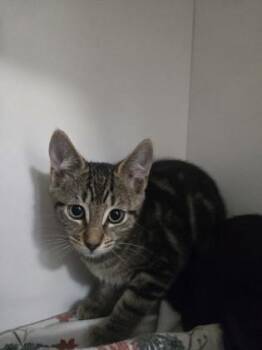 Zoey -  Domestic Short Hair Cat for Adoption in Savannah, Georgia - Zoey | PetCurious