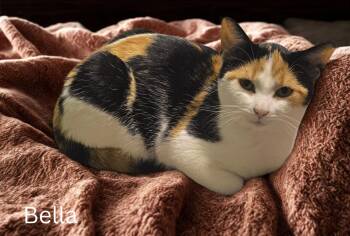 Rescue Calico Cats for Adoption in Fort Erie, Ontario - Bella | PetCurious