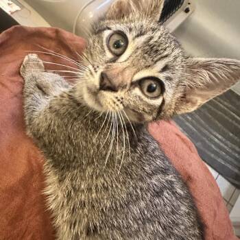 Little Vanni -  Domestic Short Hair Cat for Adoption in New York, New York - Little Vanni | PetCurious