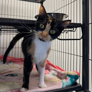 MJ -  Domestic Short Hair Cat for Adoption in Saginaw, Michigan - MJ | PetCurious