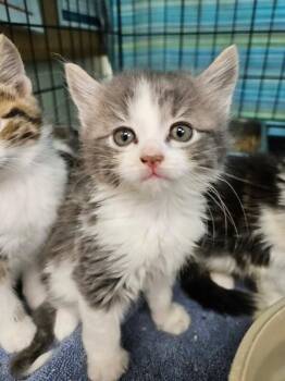 Silvermist -  Domestic Long Hair Cat for Adoption in Disputanta, Virginia - Silvermist | PetCurious