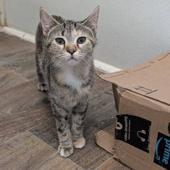 Demeter -  Domestic Short Hair Cat for Adoption in Waynesville, North Carolina - Demeter | PetCurious