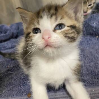 Rescue Domestic Medium Hair Cats for Adoption in Volcano, Hawaii - Mumford COH-A-65342 | PetCurious