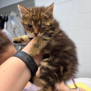Debit -  Domestic Short Hair Cat for Adoption in Parkersburg, West Virginia - Debit | PetCurious