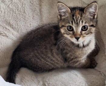 Rescue Tabby and Calico Cats for Adoption in Beckley, West Virginia - Raisin | PetCurious