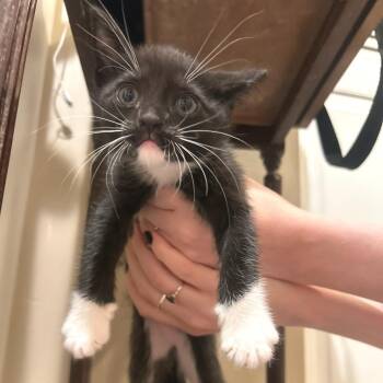 Stella -  Domestic Short Hair Cat for Adoption in Cumming, Georgia - Stella | PetCurious