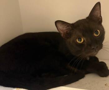 Rescue Domestic Short Hair Cats for Adoption in New Castle, Indiana - Donny | PetCurious