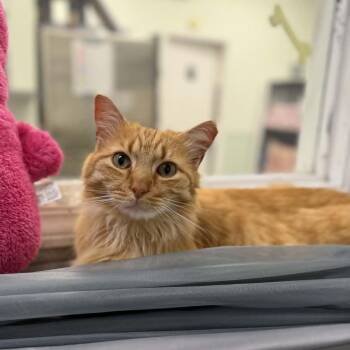 Domestic Medium Hair Cats Available for Adoption in Martinsville, Indiana - Nomad | PetCurious