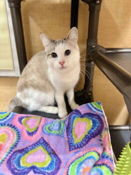 Rescue Domestic Short Hair and Siamese Cats for Adoption in Mission Viejo, California - Elodie | PetCurious