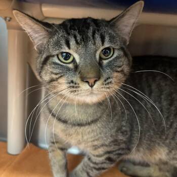Domestic Short Hair Cats Available for Adoption - Gibby | PetCurious