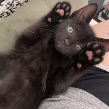 Dexter -  Domestic Short Hair Cat for Adoption in Spokane, Washington - Dexter | PetCurious