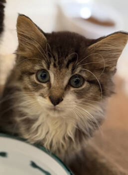 Rescue Tabby Cats for Adoption in Kinston, North Carolina - Raffi | PetCurious