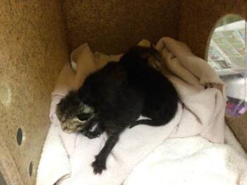 Domestic Short Hair Cats Available for Adoption in Riverside, California - A1913151 | PetCurious