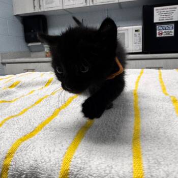 Selene -  Domestic Short Hair Cat for Adoption in Riverside, California - Selene | PetCurious