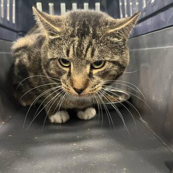 Mellow -  Domestic Short Hair Cat for Adoption in Greensboro, North Carolina - Mellow | PetCurious