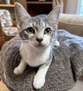 Rescue Domestic Short Hair Cats for Adoption in Greensboro, North Carolina - Blue Bonnet | PetCurious
