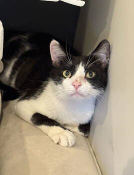 Rescue Domestic Short Hair Cats for Adoption in Nashville, Tennessee - Pterodactyl | PetCurious