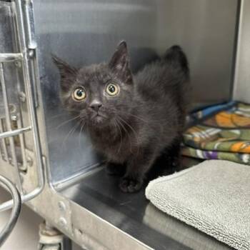 Astrid -  Domestic Short Hair Cat for Adoption in Indianapolis, Indiana - Astrid | PetCurious