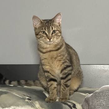 Rescue Domestic Short Hair Cats for Adoption in South Elgin, Illinois - Mercy | PetCurious