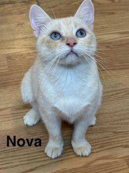Siamese and Domestic Short Hair Cats Available for Adoption in Millerstown, Pennsylvania - NOVA | PetCurious
